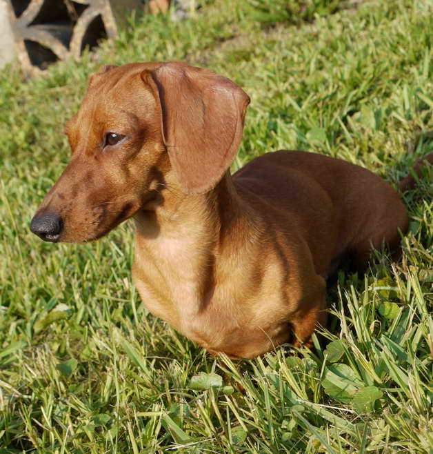 Dachshund For Adoption In Florida