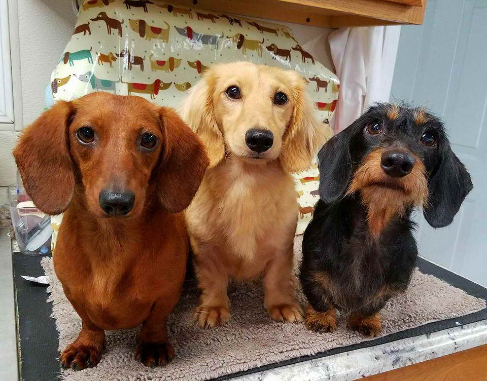 Dachshund For Sale In Illinois