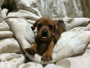 Dachshund For Sale In Kentucky