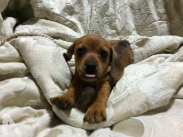 Dachshund For Sale In Kentucky