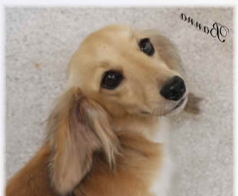 Dachshund For Sale In Md