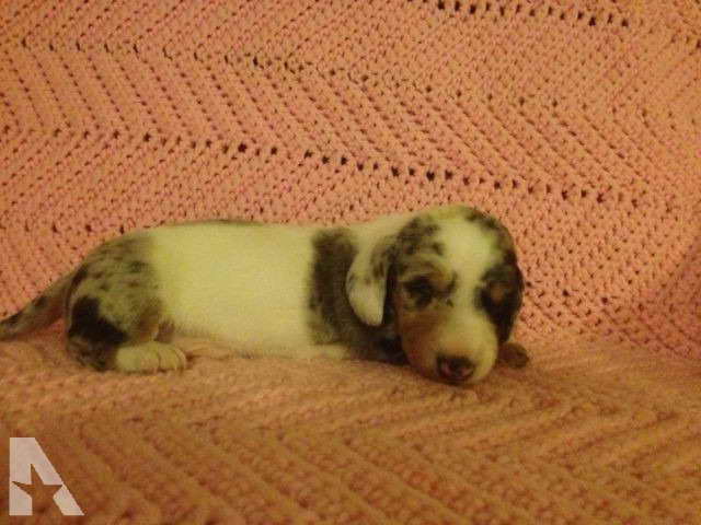Dachshund For Sale In Oklahoma