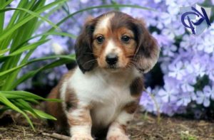 Dachshund For Sale In Pa