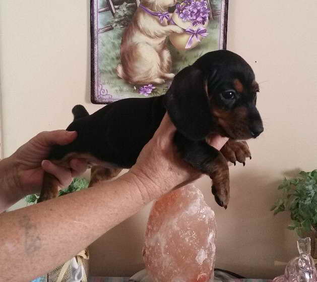 Dachshund For Sale In Va