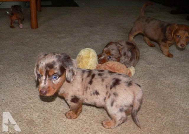 Dachshund For Sale Knoxville Tn