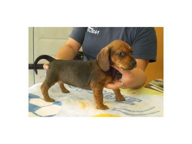 Dachshund For Sale Los Angeles