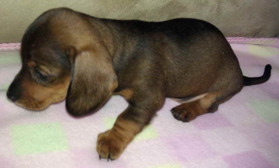 Dachshund For Sale Wisconsin