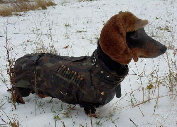 Dachshund Gear