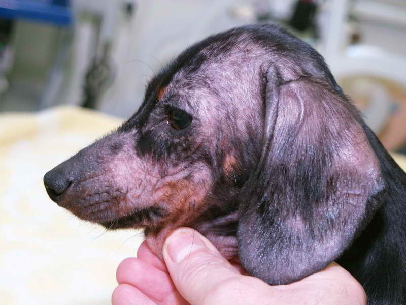 dachshund losing hair