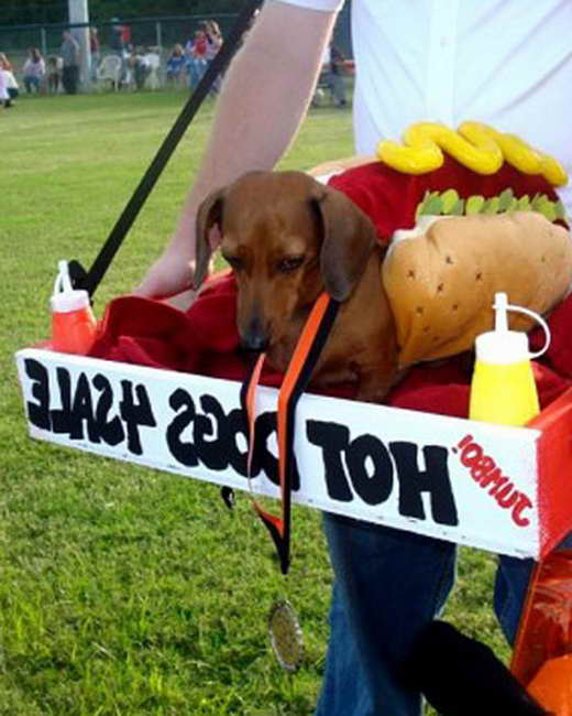 Dachshund Halloween Costumes For Sale
