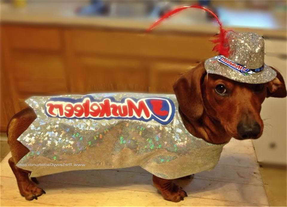 Dachshund Halloween