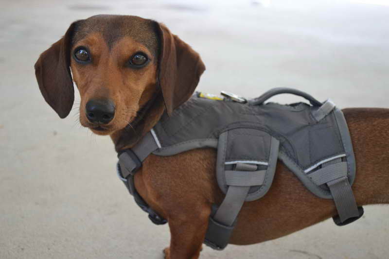 Dachshund Harness Best