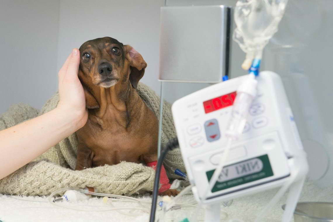 Dachshund Herniated Disc Recovery Without Surgery