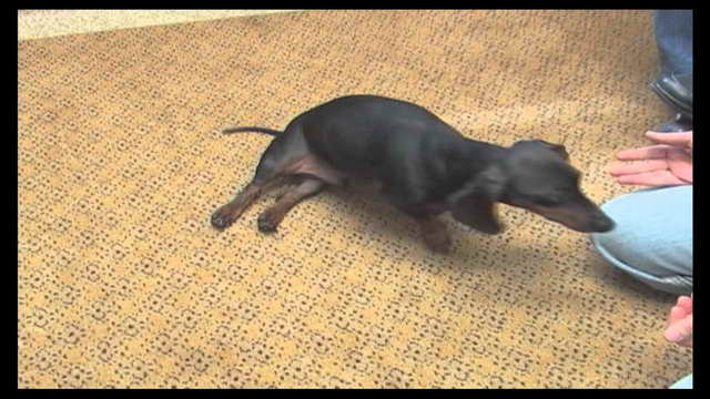 Dachshund Herniated Disc