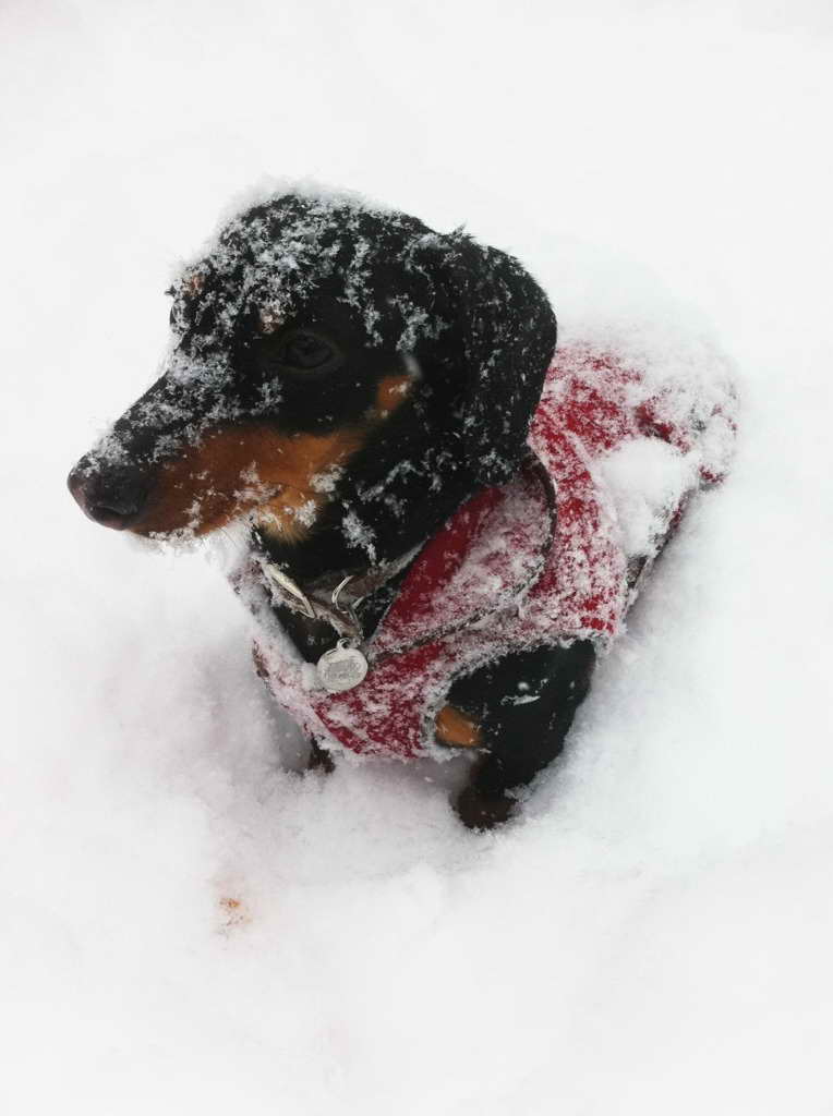 Dachshund In Snow