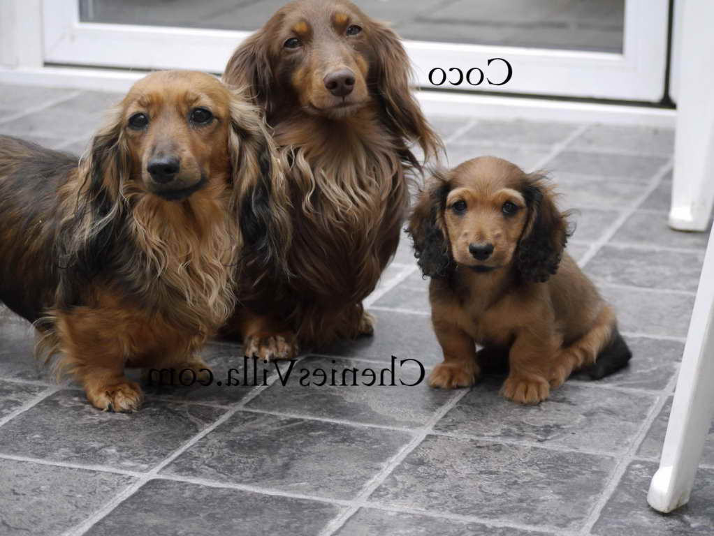 Dachshund Long Hair For Sale