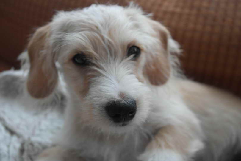 Dachshund Maltese Mix Puppies For Sale PETSIDI