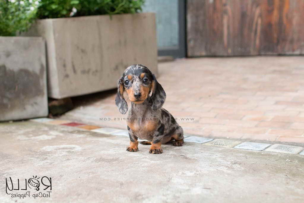 Dachshund Mini Puppies For Sale