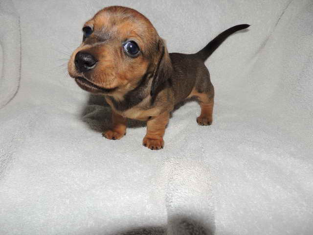 Dachshund Miniature Puppies For Sale