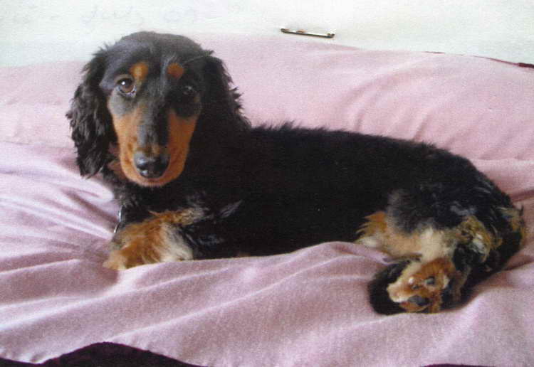 Dachshund Needs Home