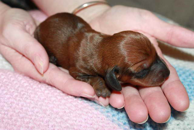 Dachshund Newborn Puppies PETSIDI