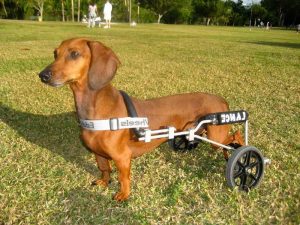 Dachshund Paralysis Hind Legs