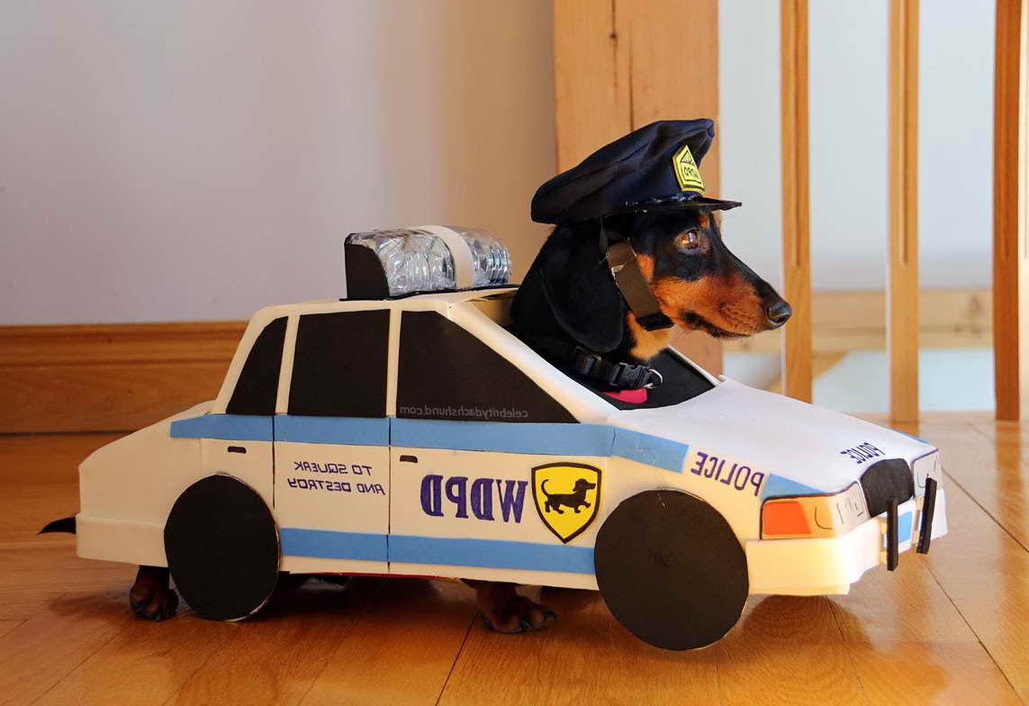 Dachshund Police Dog