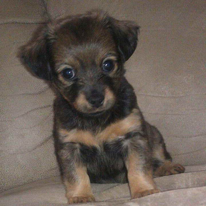 Dachshund Pomeranian Mix Puppies For Sale