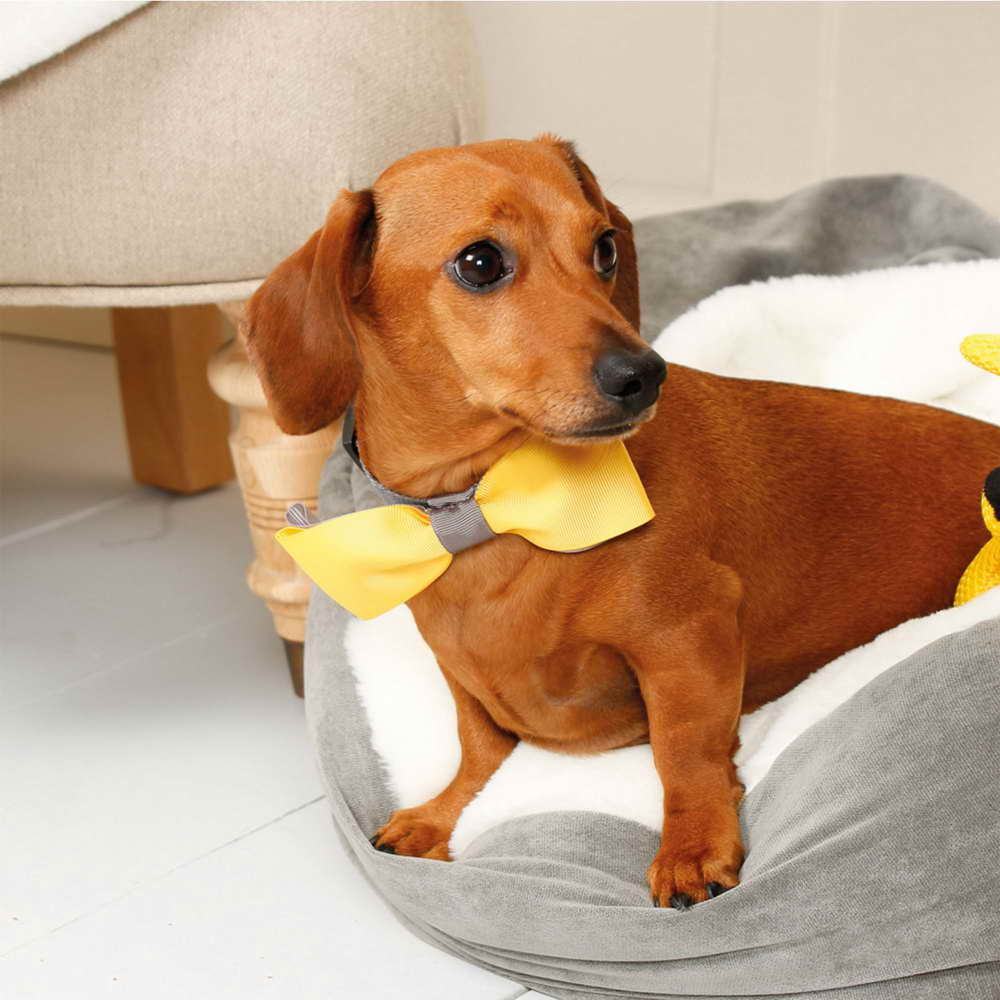 Dachshund Products