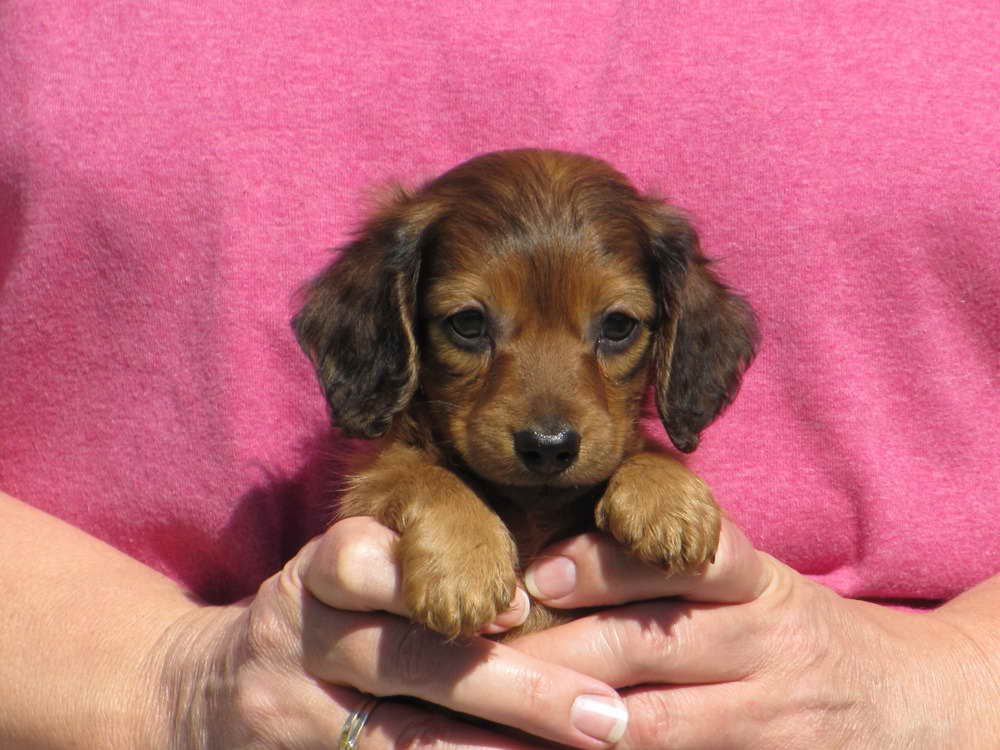 Dachshund Puppies Austin