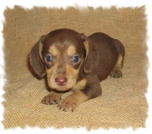 Dachshund Puppies Birmingham Al