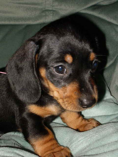 Dachshund Puppies Black And Tan