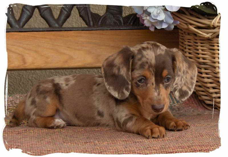 Dachshund Puppies Colorado