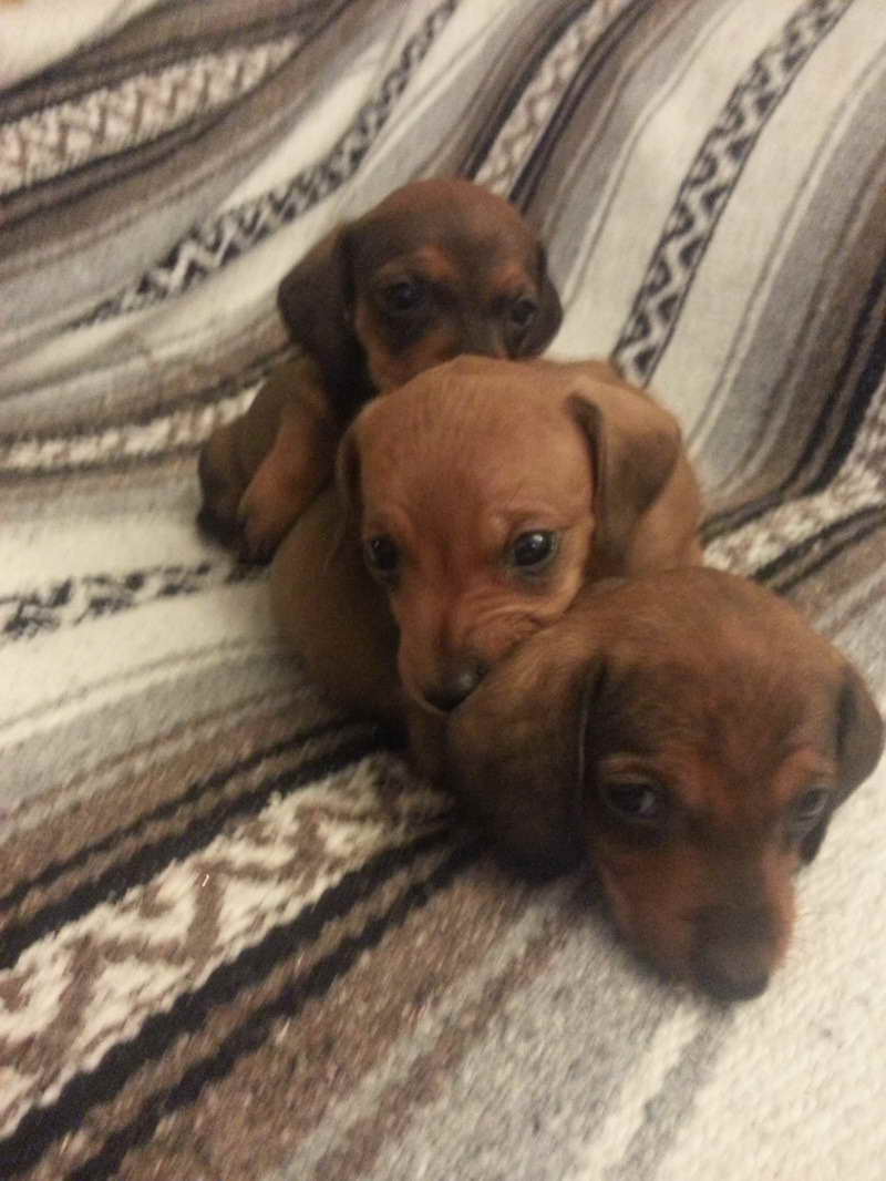 Dachshund Puppies Columbus Ohio PETSIDI