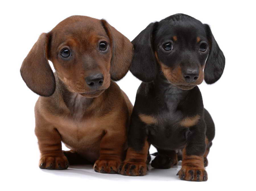 Dachshund Puppies Cost