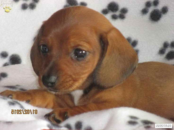 Dachshund Puppies For Sale California