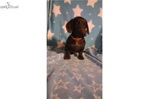 Dachshund Puppies For Sale Cincinnati Ohio