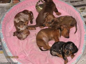 Dachshund Puppies For Sale Dallas Tx