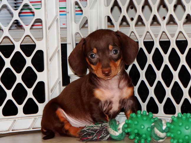 Dachshund Puppies For Sale Fresno Ca