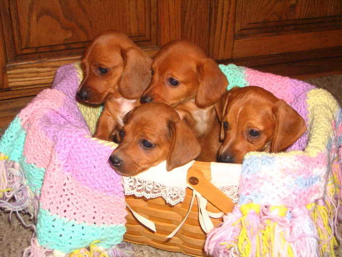 Daschund Puppies Illinois Miniature Dachshund Puppies