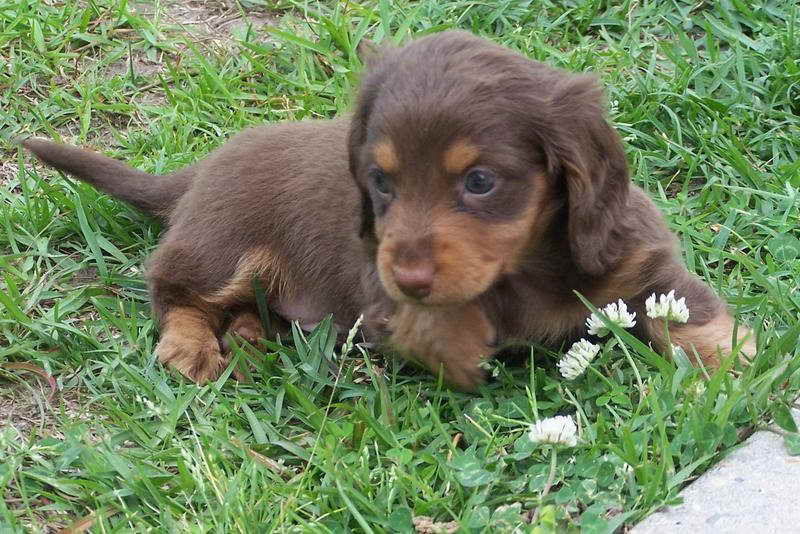 Dachshund Puppies For Sale In Baton Rouge
