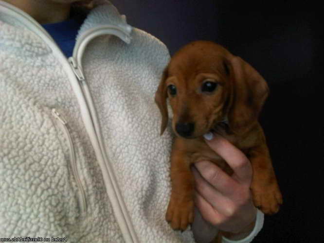 Dachshund Puppies For Sale In Kansas