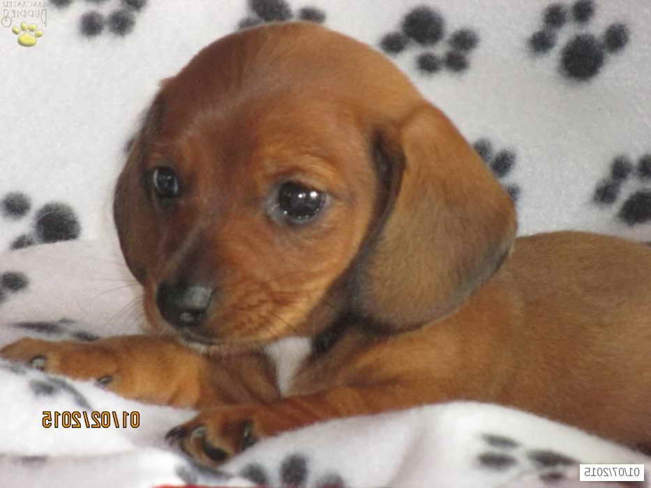 Dachshund Puppies For Sale In Lancaster Pa