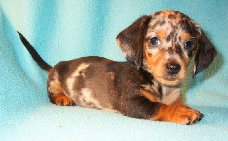 Dachshund Puppies For Sale In Ohio