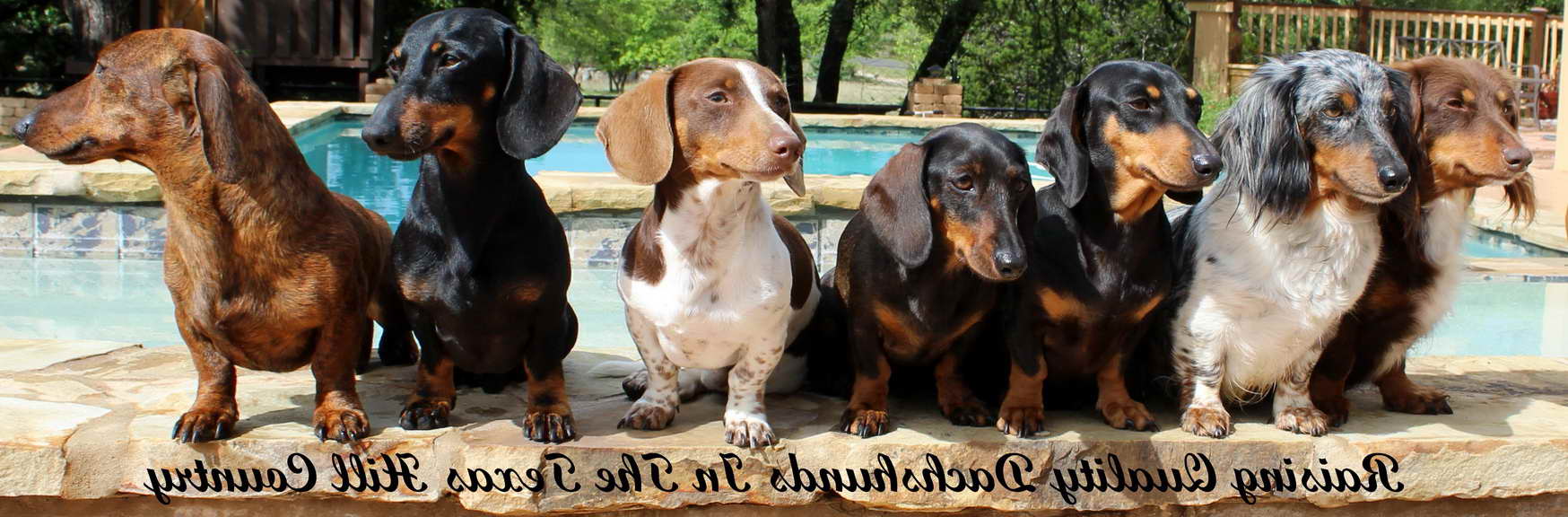 Dachshund Puppies For Sale In San Antonio