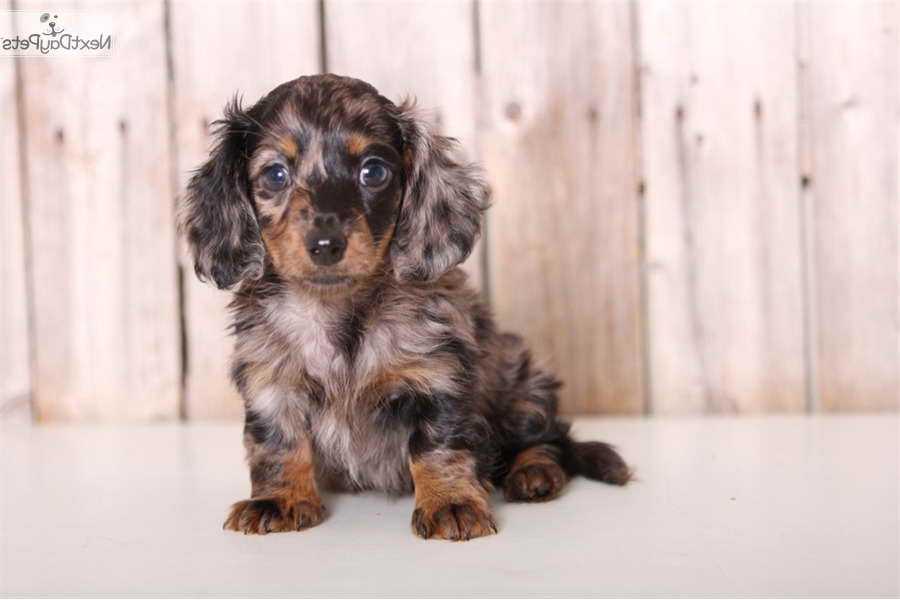 Dachshund Puppies For Sale In St Louis | PETSIDI