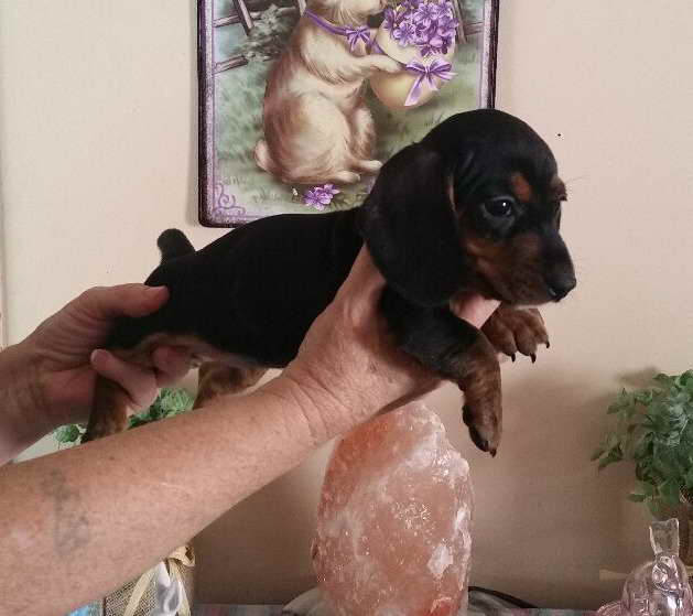Dachshund Puppies For Sale In Va