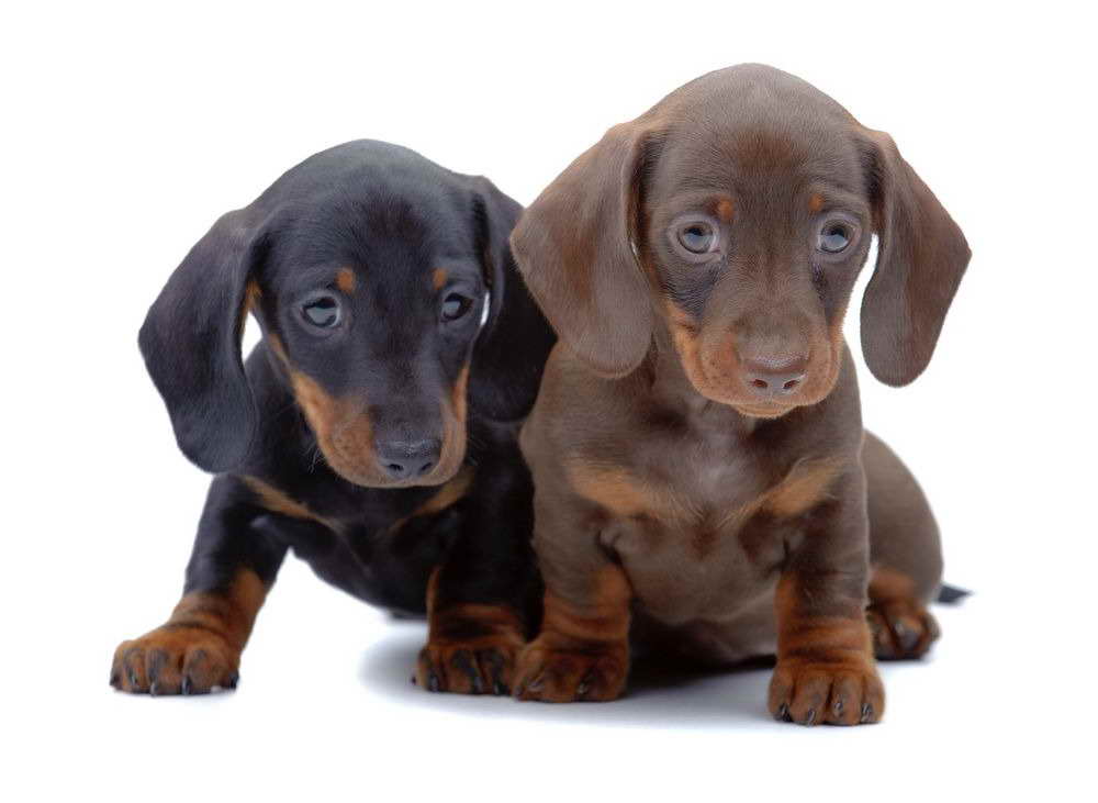 Dachshund Puppies For Sale In Virginia PETSIDI