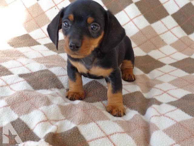 Dachshund Puppies For Sale Indiana