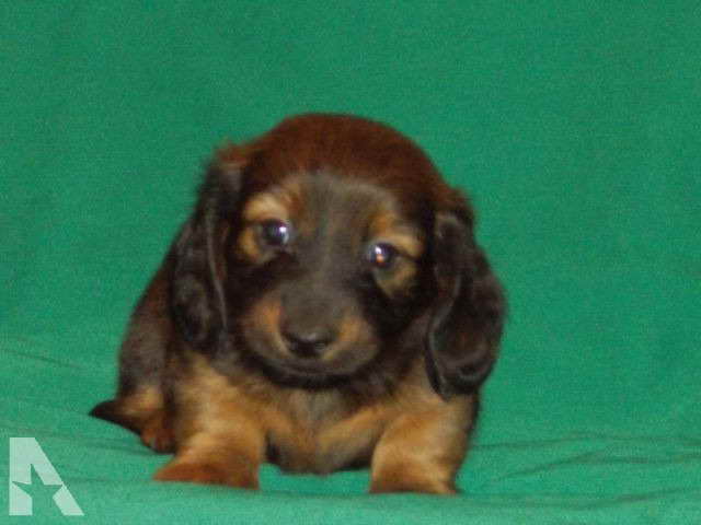 Dachshund Puppies For Sale Missouri